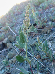 Extriplex joaquinana