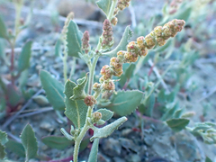 Extriplex joaquinana