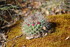 Mammillaria rhodantha