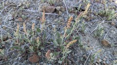 Extriplex joaquinana