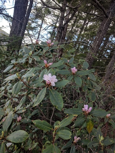 Image of Rhododendron carolinianum by (c) Nick Doty, some rights reserved (CC BY)