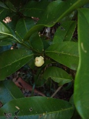 Acronychia wilcoxiana