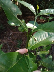 Acronychia wilcoxiana