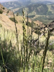 Melica californica
