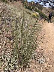 Melica californica
