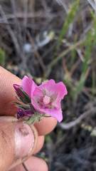 Sidalcea diploscypha