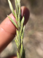 Melica californica