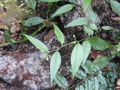 Hebecarpa costaricensis