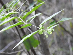Hebecarpa costaricensis