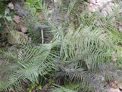 Pteris longifolia