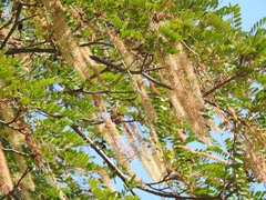 Alvaradoa amorphoides