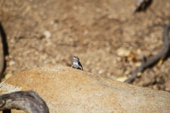 Sceloporus licki