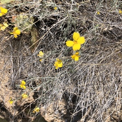 Psilostrophe cooperi