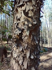 Magnoliales