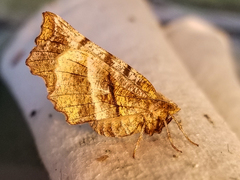 Selenia alciphearia