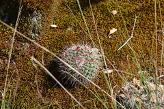 Mammillaria rhodantha