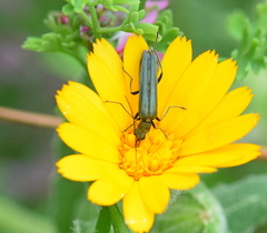 Oedemera crassipes