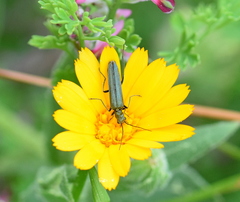 Oedemera crassipes