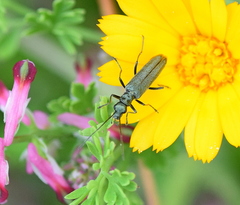 Oedemera crassipes
