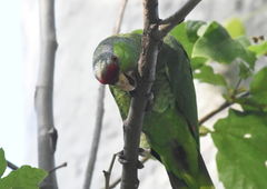 Amazona finschi × viridigenalis