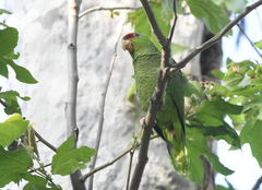 Amazona finschi × viridigenalis