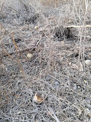 Cucurbita argyrosperma