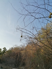 Cucurbita argyrosperma