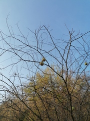 Cucurbita argyrosperma