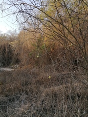 Cucurbita argyrosperma