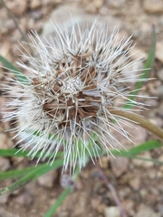 Microseris douglasii