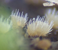 Lasiobolus intermedius