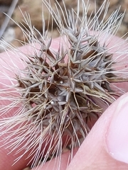 Microseris douglasii