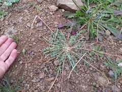 Microseris douglasii