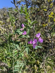 Lathyrus pauciflorus