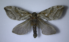 Sthenopis argenteomaculatus