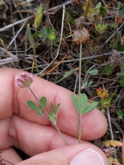 Trifolium bifidum decipiens