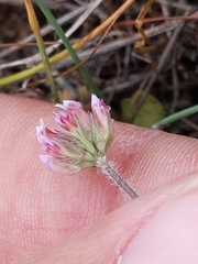 Trifolium bifidum decipiens