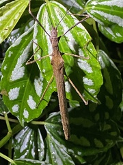 Pseudophasma unicolor