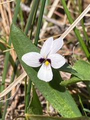 Viola cuneata