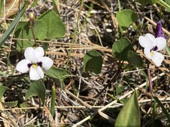 Viola cuneata