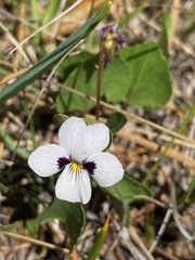 Viola cuneata