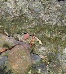 Oecophylla smaragdina