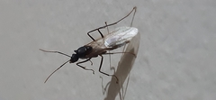 Camponotus