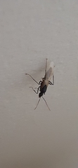 Camponotus
