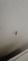 Camponotus