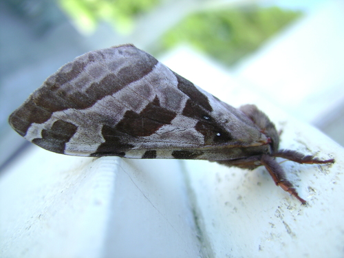Four-spotted Ghost Moth