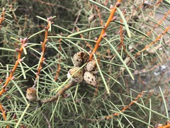 Hakea mitchellii