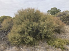 Hakea mitchellii
