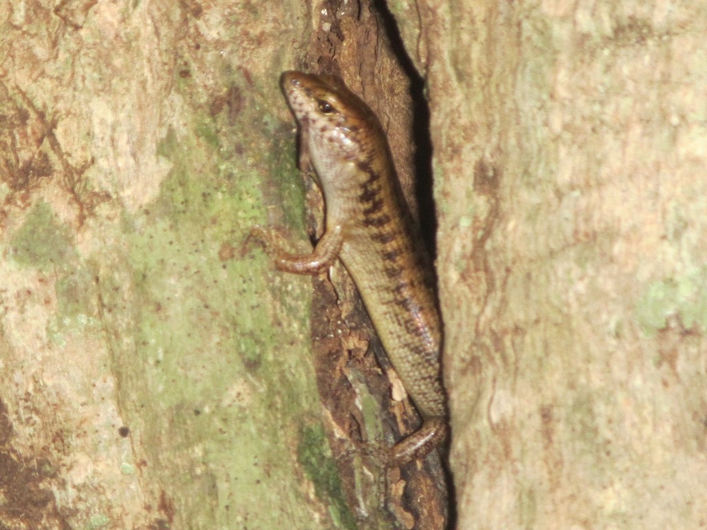 Stout Barsided Skink