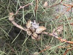Hakea mitchellii